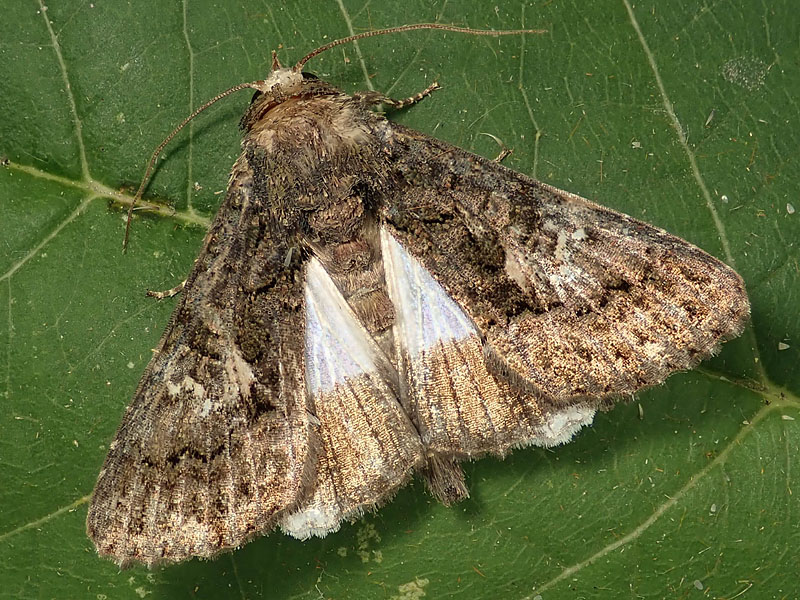 Noctuidae: Aedia leucomelas ?